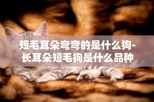短毛耳朵彎彎的是什么狗-長耳朵短毛狗是什么品種