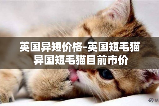 英國異短價格-英國短毛貓 異國短毛貓目前市價