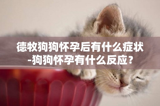 德牧狗狗懷孕后有什么癥狀-狗狗懷孕有什么反應？