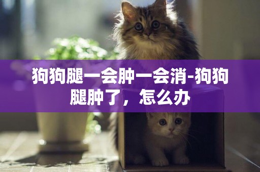 狗狗腿一會腫一會消-狗狗腿腫了，怎么辦