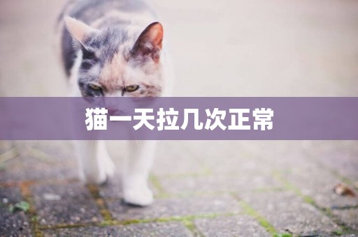 貓一天拉幾次正常