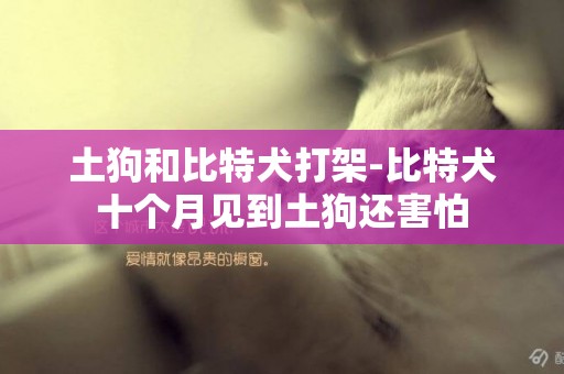 土狗和比特犬打架-比特犬十個月見到土狗還害怕