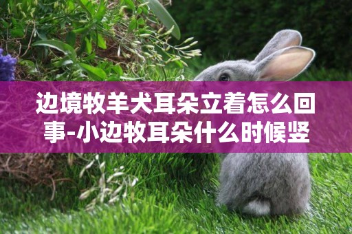邊境牧羊犬耳朵立著怎么回事-小邊牧耳朵什么時候豎起來