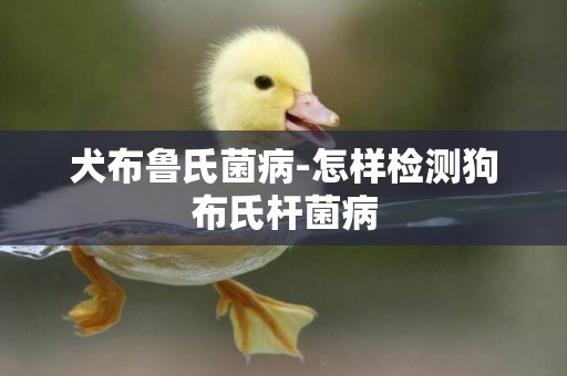 犬布魯氏菌病-怎樣檢測狗布氏桿菌病