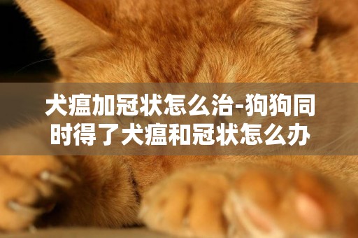 犬瘟加冠狀怎么治-狗狗同時得了犬瘟和冠狀怎么辦