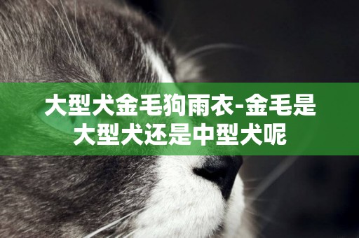 大型犬金毛狗雨衣-金毛是大型犬還是中型犬呢