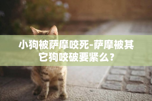 小狗被薩摩咬死-薩摩被其它狗咬破要緊么？