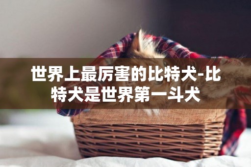 世界上最厲害的比特犬-比特犬是世界第一斗犬