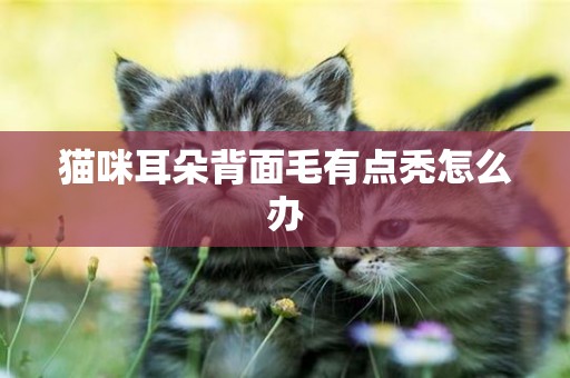 貓咪耳朵背面毛有點禿怎么辦