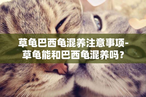 草龜巴西龜混養注意事項-草龜能和巴西龜混養嗎？