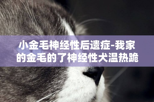 小金毛神經性后遺癥-我家的金毛的了神經性犬溫熱跪求療法