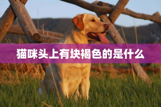 貓咪頭上有塊褐色的是什么