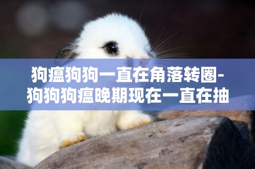 狗瘟狗狗一直在角落轉圈-狗狗狗瘟晚期現在一直在抽
