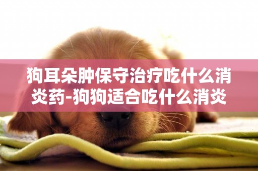 狗耳朵腫保守治療吃什么消炎藥-狗狗適合吃什么消炎藥