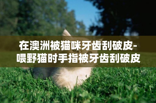 在澳洲被貓咪牙齒刮破皮-喂野貓時手指被牙齒刮破皮