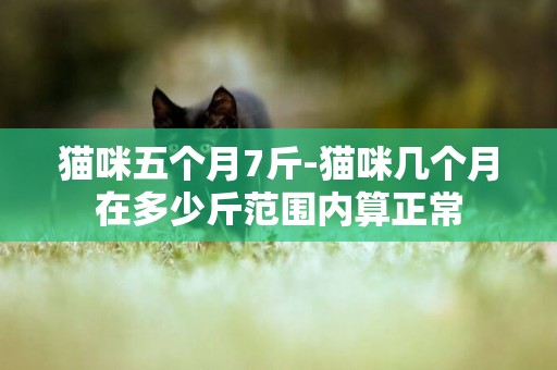貓咪五個月7斤-貓咪幾個月在多少斤范圍內算正常