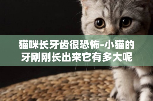 貓咪長牙齒很恐怖-小貓的牙剛剛長出來它有多大呢