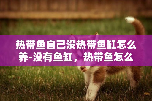 熱帶魚自己沒熱帶魚缸怎么養-沒有魚缸，熱帶魚怎么養？