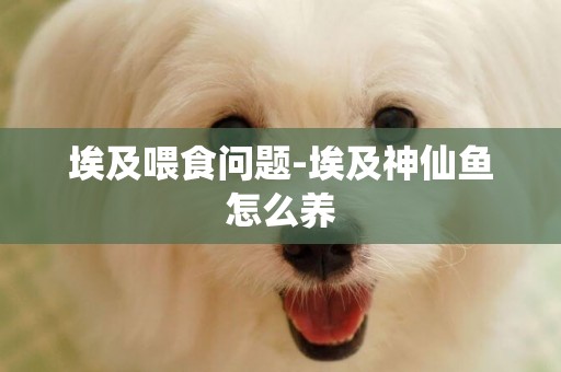 埃及喂食問題-埃及神仙魚怎么養