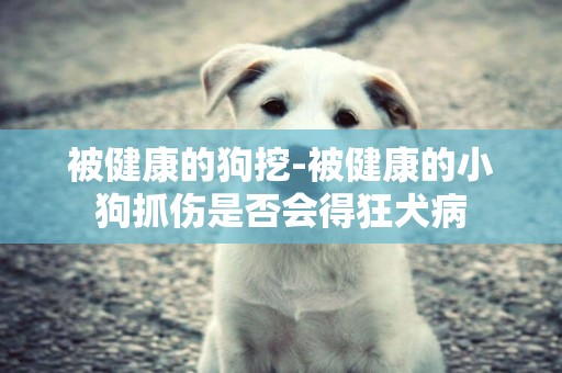 被健康的狗挖-被健康的小狗抓傷是否會得狂犬病