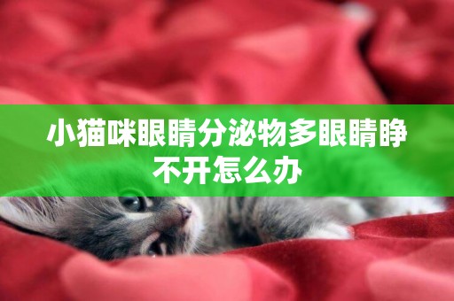 小貓咪眼睛分泌物多眼睛睜不開怎么辦