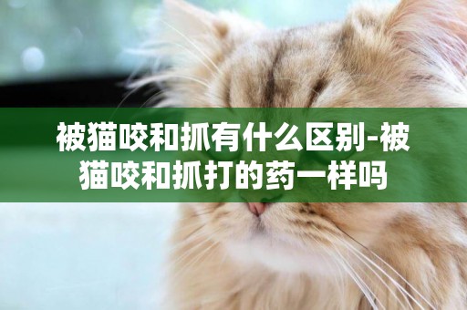 被貓咬和抓有什么區別-被貓咬和抓打的藥一樣嗎
