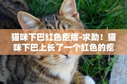 貓咪下巴紅色疙瘩-求助！貓咪下巴上長了一個紅色的疙瘩