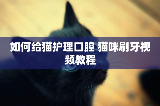 如何給貓護理口腔 貓咪刷牙視頻教程
