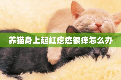 養貓身上起紅疙瘩很癢怎么辦