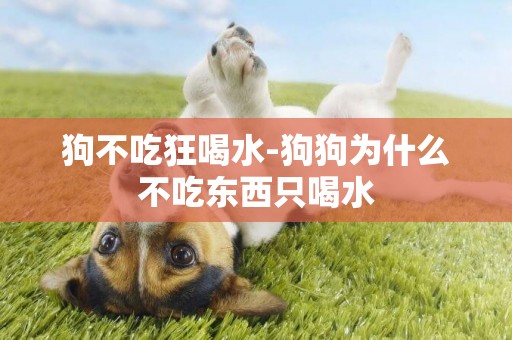 狗不吃狂喝水-狗狗為什么不吃東西只喝水