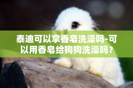 泰迪可以拿香皂洗澡嗎-可以用香皂給狗狗洗澡嗎？