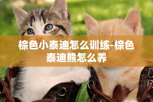 棕色小泰迪怎么訓練-棕色泰迪熊怎么養