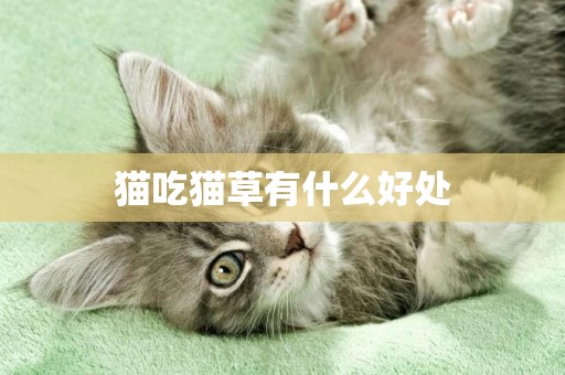 貓吃貓草有什么好處