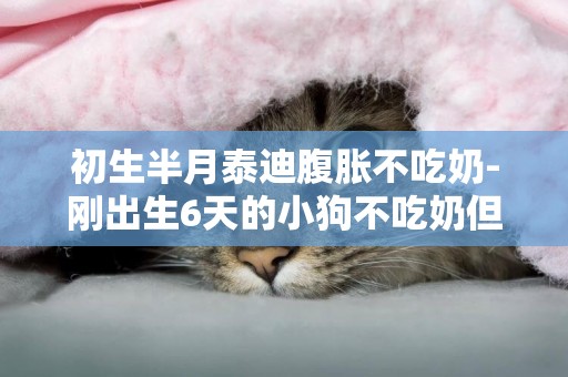 初生半月泰迪腹脹不吃奶-剛出生6天的小狗不吃奶但是肚子很大