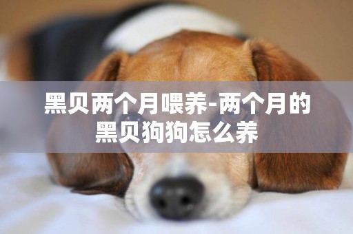 黑貝兩個月喂養-兩個月的黑貝狗狗怎么養