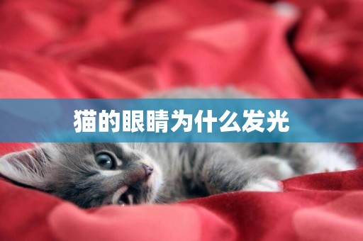 貓的眼睛為什么發光