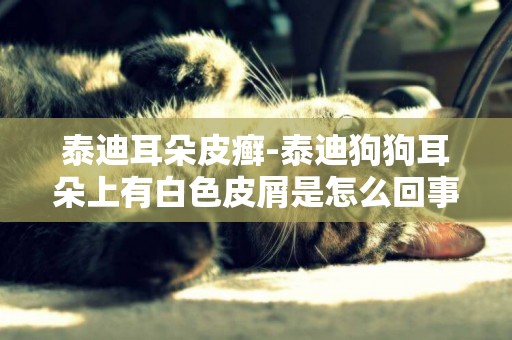 泰迪耳朵皮癬-泰迪狗狗耳朵上有白色皮屑是怎么回事？
