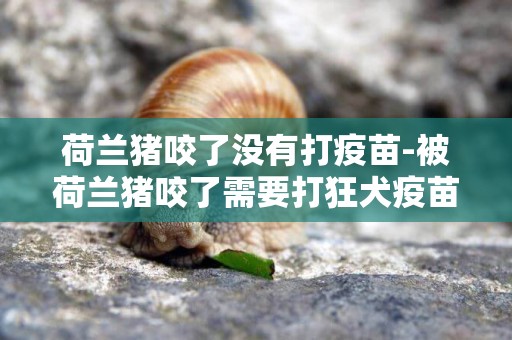 荷蘭豬咬了沒有打疫苗-被荷蘭豬咬了需要打狂犬疫苗嗎