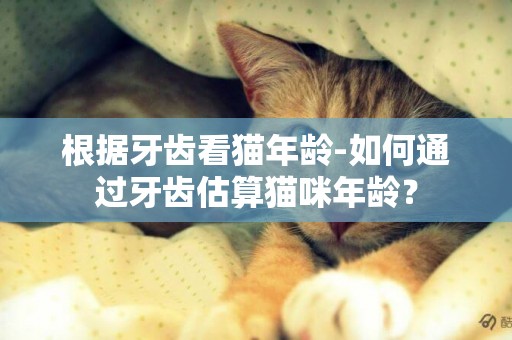 根據牙齒看貓年齡-如何通過牙齒估算貓咪年齡？