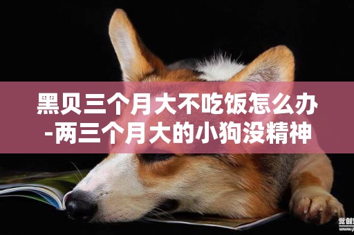 黑貝三個月大不吃飯怎么辦-兩三個月大的小狗沒精神