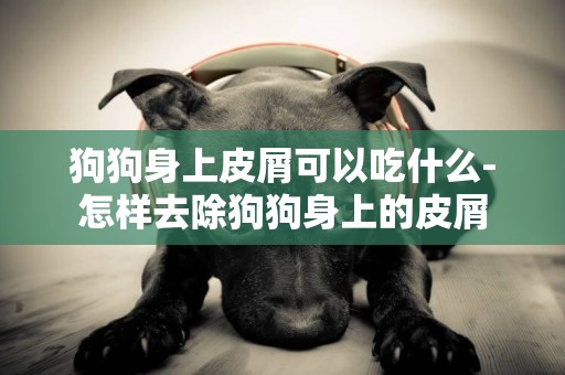 狗狗身上皮屑可以吃什么-怎樣去除狗狗身上的皮屑