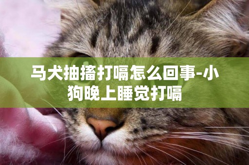 馬犬抽搐打嗝怎么回事-小狗晚上睡覺打嗝