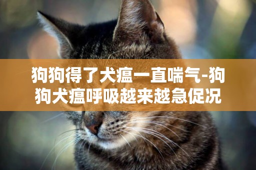 狗狗得了犬瘟一直喘氣-狗狗犬瘟呼吸越來越急促況