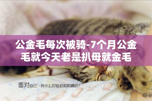 公金毛每次被騎-7個月公金毛就今天老是扒母就金毛