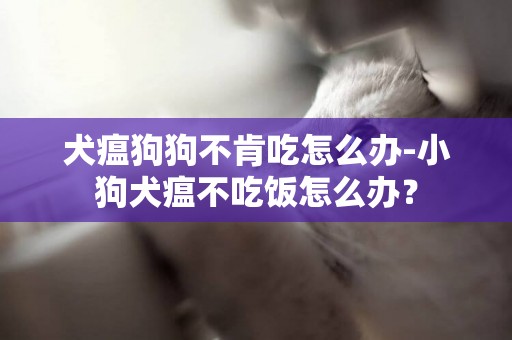犬瘟狗狗不肯吃怎么辦-小狗犬瘟不吃飯怎么辦？