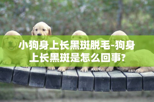 小狗身上長黑斑脫毛-狗身上長黑斑是怎么回事?