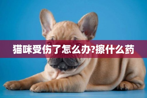貓咪受傷了怎么辦?擦什么藥
