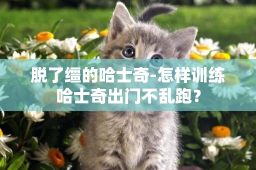 脫了韁的哈士奇-怎樣訓練哈士奇出門不亂跑？