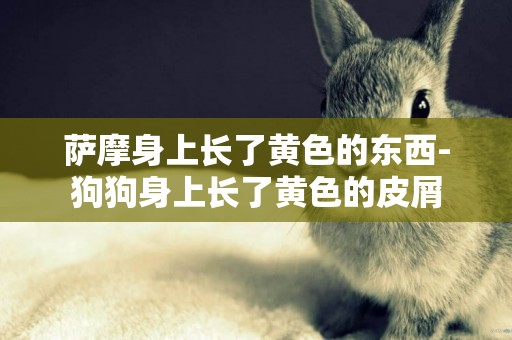 薩摩身上長了黃色的東西-狗狗身上長了黃色的皮屑