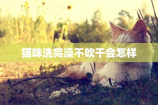 貓咪洗完澡不吹干會怎樣